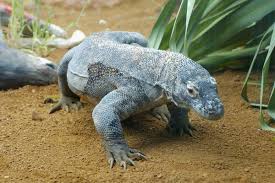 Why Tampons & Komodo Dragons Don’t Mix A large, gray Komodo dragon crawls on sandy ground beside lush green plants. Its textured skin and confident stance suggest a robust, natural setting.